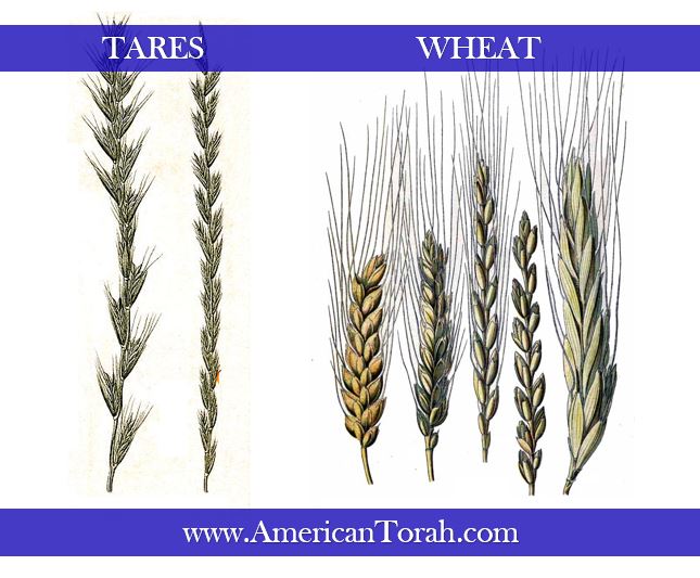 One vital point in understanding the parable of the wheat and the tares is that the two plants are very difficult to distinguish until they bear fruit.