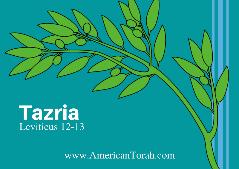 New Testament readings and articles on Torah portion Tazria.