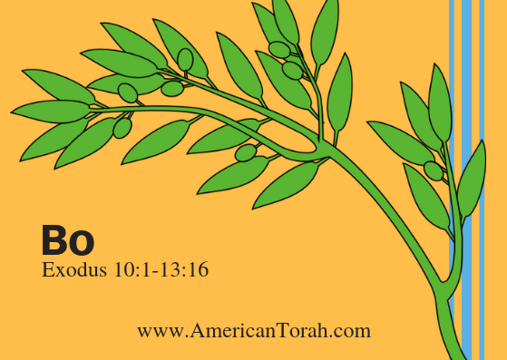 New Testament readings to study with Torah portion Bo, plus links to commentary and videos.