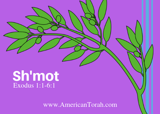 New Testament readings to study with Torah portion Sh'mot (Exodus 1-5), plus links to commentary and videos.